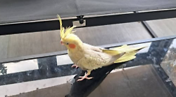 Pappagallo scappa da casa e si ferma alla stazione ferroviaria sulla valigia di una viaggiatrice: recuperato e lieto fine
