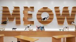 Cat café, da Taiwan a Milano: anche i gatti hanno scoperto il loro bar