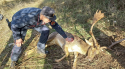 Daino rimane impigliato nel filo spinato: salvato dai carabinieri forestali a Passignano sul Trasimeno
