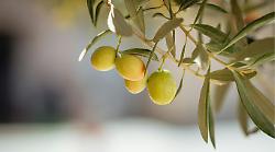 Olio extra vergine, produzione in calo del 40%. Mosca olearia e caldo torrido hanno inciso sull'ultima stagione