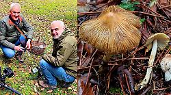 Scoperte due nuove specie di funghi: "Città di Castello è laboratorio vivente di biodiversità"