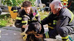 Cane finisce in un lago artificiale e viene salvato dai vigili del fuoco