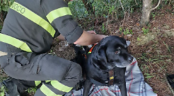 Labrador scivola in un dirupo. Salvato dai vigili del fuoco 