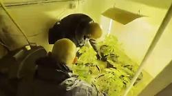 Serra di piante di marijuana e bazar della droga in casa: arrestata una coppia