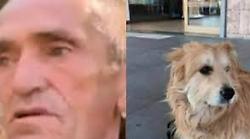 Magic, l'incredibile storia del cane viaggiatore: dalla Sardegna a Pietra Ligure per ritrovare il suo papà