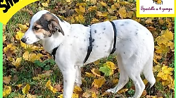 Sportello a 4 zampe di Perugia,  scatta la ricerca per Bella a Pian di Massiano