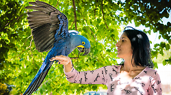 A Montefalco una scuola di volo per pappagalli. Ben 140 creature nate in cattività hanno trovato una casa
