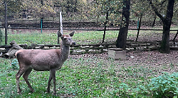 Vecchia cerva vive sola nel parco azzerato da lupi, età degli animali e scelte: il caso di Rigutinelli a Lignano