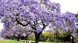 Terni, mille piante mangia-inquinamento: arriva la Paulownia per migliorare la qualità dell'aria