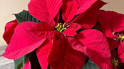 Prova a rubare in un'azienda  mentre vende gadget natalizi