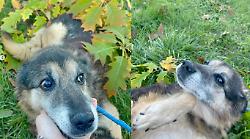 A Natale regala amore: Giami, il cane del Canile di Lerchi di Città di Castello, cerca una famiglia