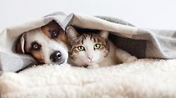 Sempre pi&ugrave; italiani vivono con cani e gatti: nel Centro Italia la quota di famiglie con animali &egrave; la pi&ugrave; alta