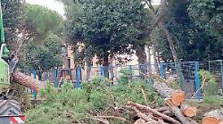 Lugnano in Teverina, scatta un&rsquo;iniziativa in difesa degli alberi da abbattere: chiesta apertura di un dialogo al sindaco