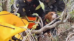 Segugio cade da un dirupo durante una battuta di caccia: salvato dai vigili del fuoco 