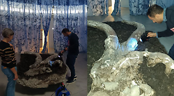 Museo paleontologico, al lavoro per recuperare i preziosi fossili: l'equipe di restauratori ha avviato l'intervento 