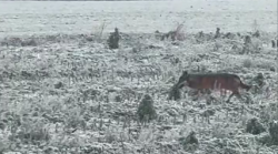 Il lupo scorrazza vicino al sito archeologico etrusco nella campagna gelata di Cortona. Video 