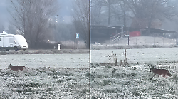 Il lupo in esplorazione nel campo gelato a due passi dall'area archeologica etrusca