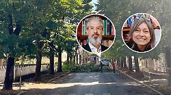 Maxi abbattimento di alberi in citt&agrave;, incontro pubblico sul &ldquo;caso verde urbano&rdquo;