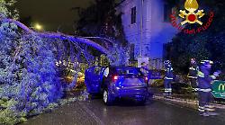 Albero cade lungo la strada mentre passa un'auto: feriti gli occupanti