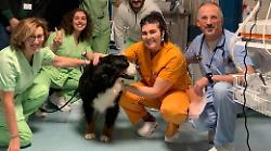 Simba tra le corsie dell'ospedale di Perugia: la pet therapy fa visita ai pazienti di oncologia 