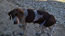 Orvieto, ritrova in provincia di Rieti il cane rubato 4 anni fa. Denunciato un uomo per ricettazione