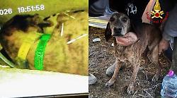 Segugio maremmano intrappolato per due giorni in un tana d'istrice: salvato dopo 40 ore di scavi