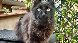 Mauro, il gatto mascotte di via XX Settembre a Foligno: la storia del felino 