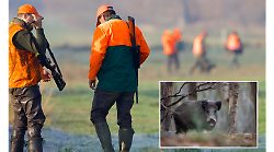 Cinghiali in calo, abbattuti dalle squadre 879 capi in meno. Ci pensa il lupo (e la selezione fino alle 24). Danni alle colture ridotti