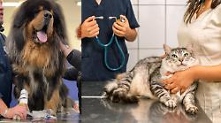 Medicina veterinaria, l'Umbria recepisce le nuove linee guida nazionali sulle trasfusioni per cani e gatti. Ecco cosa cambia