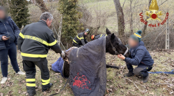 Nocera Umbra, cavallo cade in un fiumiciattolo: salvato dai Vigili del Fuoco
