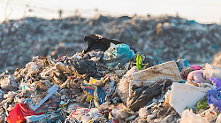 Discarica degli orrori a due passi da Assisi: carcasse di cuccioli tra i rifiuti