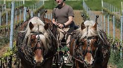 Il viaggio di Plani Arche tra tradizione e avanguardia biologica