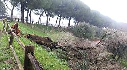 "Grave episodio anche sabato con un grosso pino crollato". Il sindaco Dimiziani rimarca l'urgenza del taglio