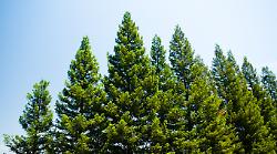 Taglio dei pini, il 18 la protesta: gli ambientalisti in difesa degli alberi all'ingresso del paese