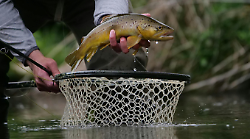 Pesca sportiva, pronti 17 quintali di trote per ripopolare i fiumi umbri. L'assessora Meloni: "Lavoriamo tutelare gli ecosistemi fluviali"