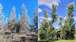 Potare per il futuro: l'olivo che rinasce abbracciando il cielo