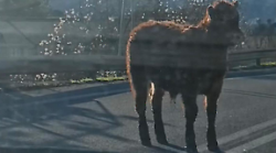Vitello corre libero sulla Pian d'Assino a Gubbio tra le auto in coda: il video