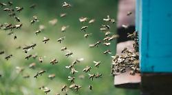  A Gubbio seminario dedicato al mondo delle api e alla produzione di miele