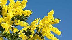 Mimosa, tutto sul fiore simbolo dell'8 marzo: perch&eacute; si regala e come si conserva, fino al lato oscuro delle specie invasive