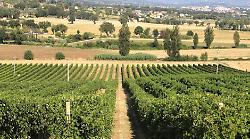 Cantina Violati: dove il cuore dell&rsquo;Umbria rievoca il respiro del mare