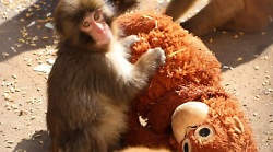 Punch, il macaco abbandonato e consolato da un peluche, ora &egrave; pronto per vivere con i suoi simili