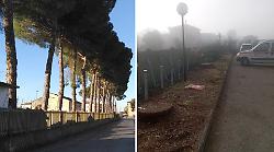 Via della Stazione cambia aspetto dopo l'intervento sui pini