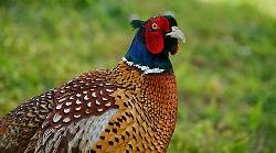 Aviaria in un allevamento a Villanova di Marsciano: isolato focolaio ad "alta patogenicit&agrave;". Saranno abbattuti mille fagiani