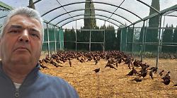 "Vi racconto come l'aviaria ha ucciso i miei fagiani"