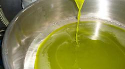 Oro Verde dell'Umbria, le eccellenze dell'olio extravergine premiate alla biblioteca di Monteripido