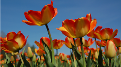 Primavera, perch&eacute; non inizia il 21 marzo: data, cos'&egrave; e i miti dell'equinozio 