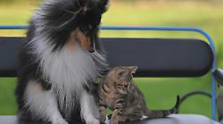 Regolamento per la tutela degli animali: c'&egrave; la possibilit&agrave; di istituire il Garante