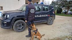 Allarme esche avvelenate a Faldo: deceduti cani e gatti. Area bonificata e caccia al responsabile