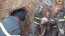 Segugio rimane incastrato in una tana per tutta la notte: salvato dai vigili del fuoco