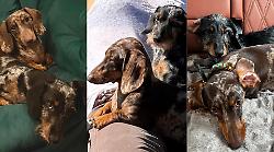 Todi, scomparse Tequila e Zucchina: scatta l'appello, prevista ricompensa per chi le ritrova